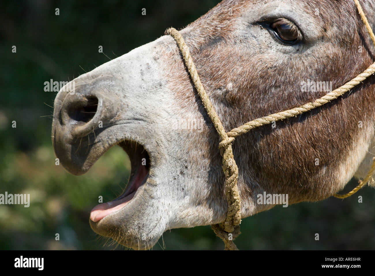 donkey braying Stock Photo