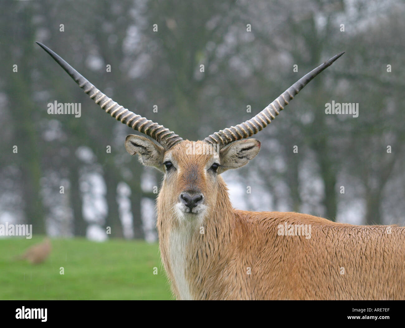 Kafue flats hires stock photography and images Alamy