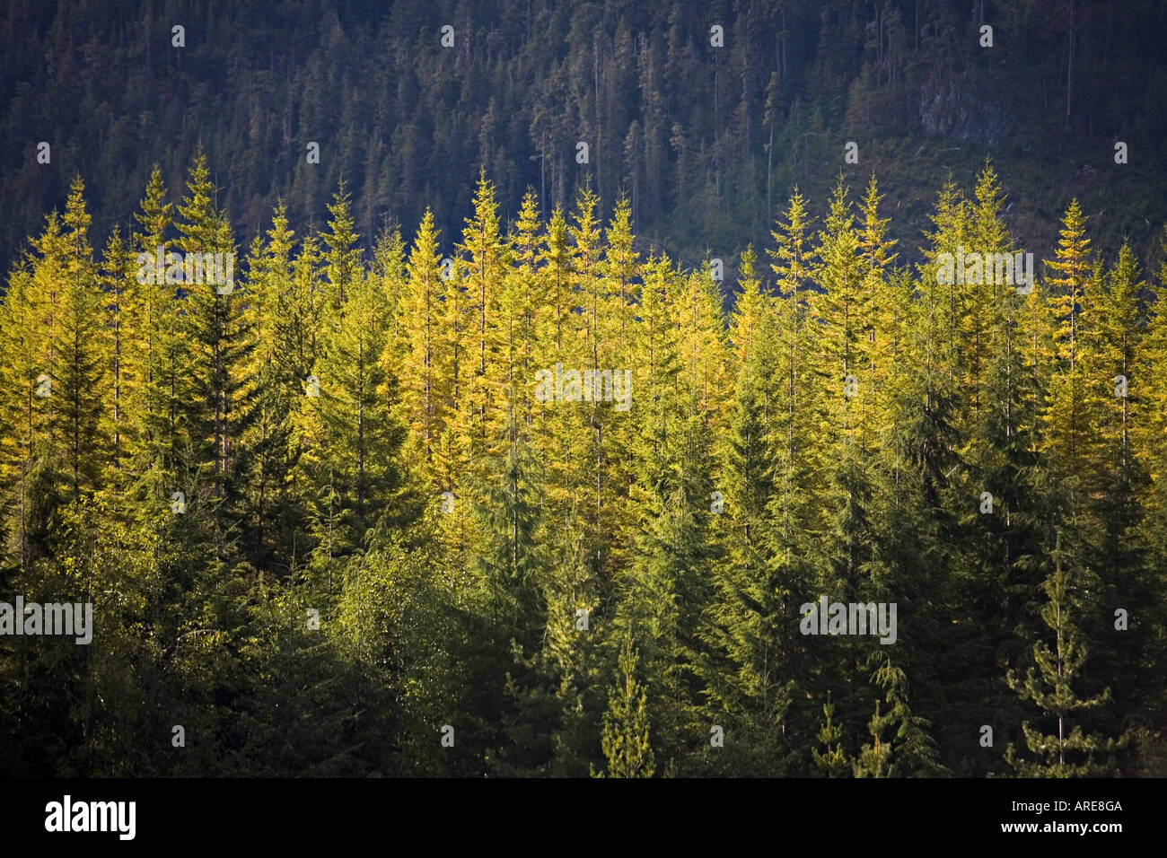 Western Red Cedar Thuja plicata tree leaves Vancouver island Canada Stock Photo