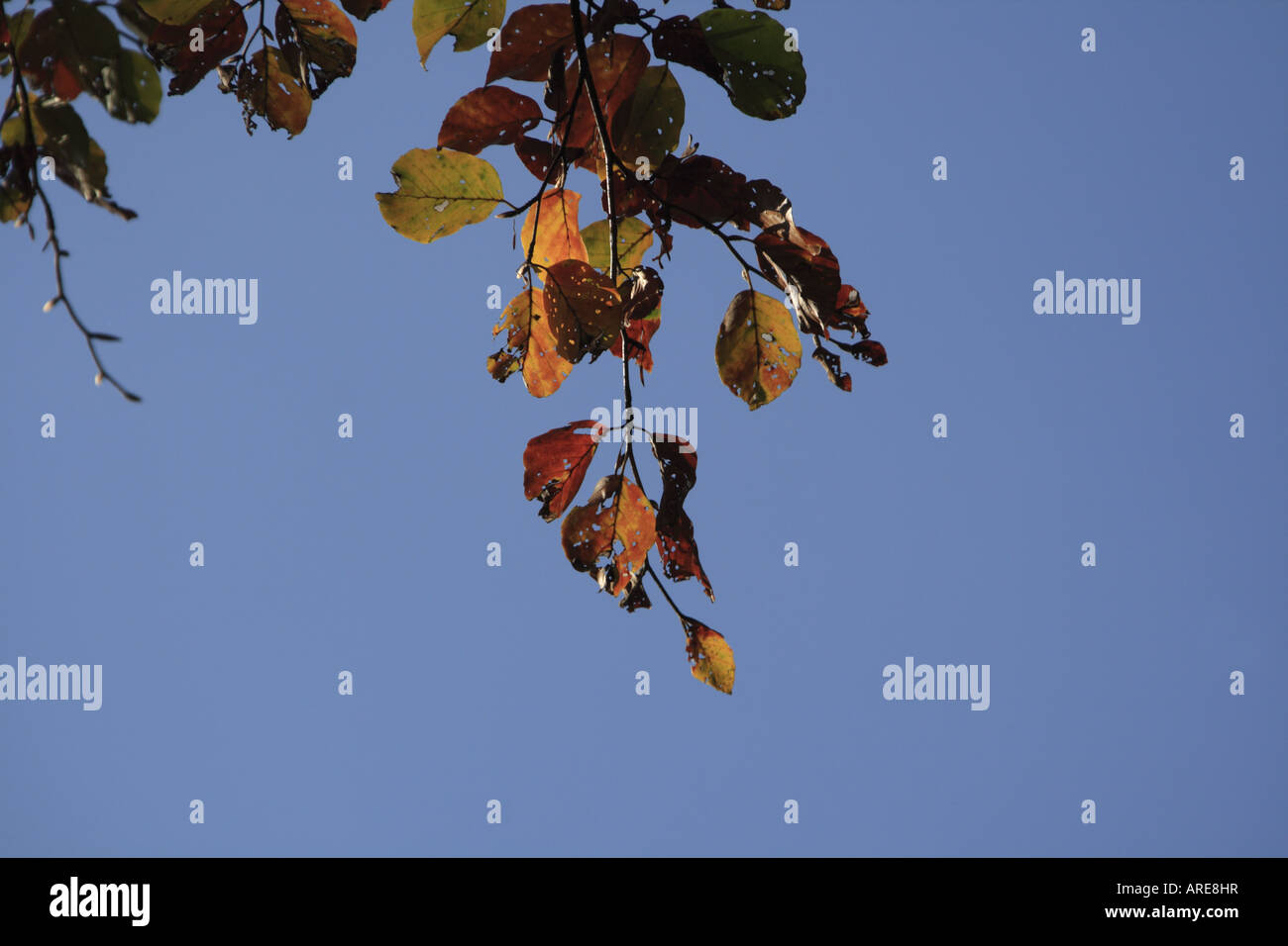 Branches of a tree against a blue sky Stock Photo - Alamy