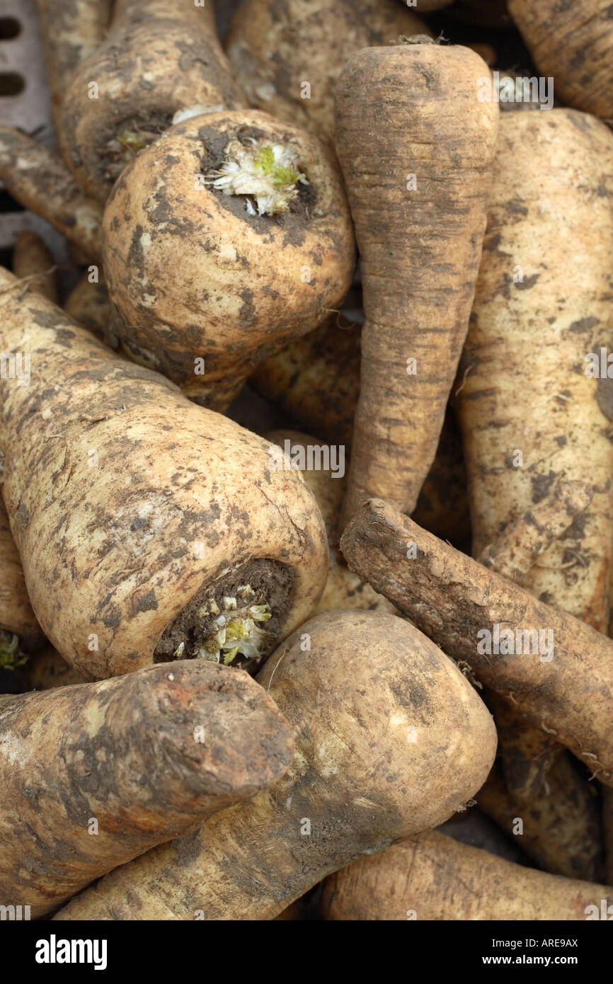 Fresh organic parsnips for sale at a farmers market in Somerset England Stock Photo
