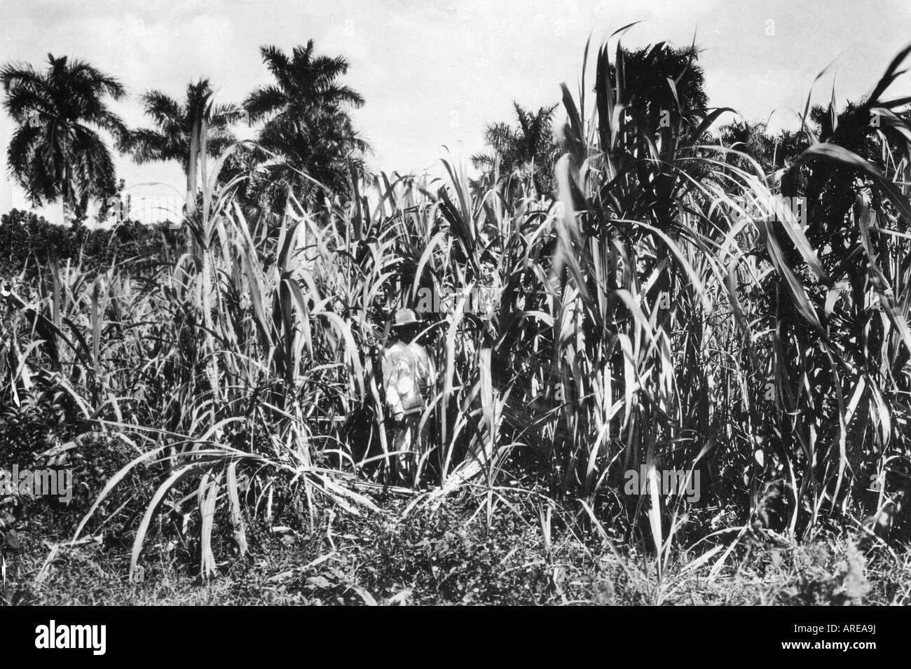 geography / travel, Cuba, agriculture, sugar cane field, circa 1940, Stock Photo