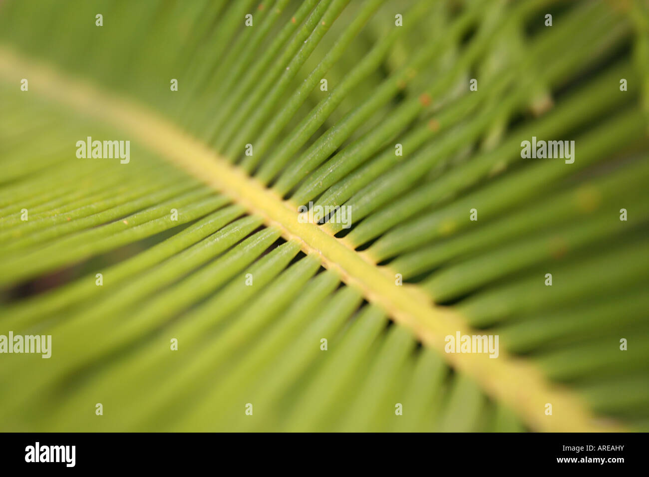 Close-up image of a palm tree leaf Stock Photo - Alamy
