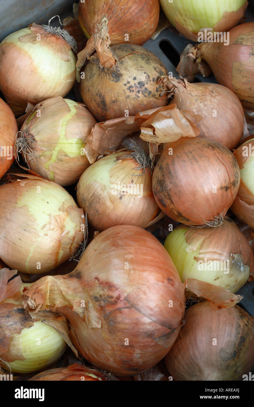 Fresh organic onions for sale at a farmers market in Somerset England Stock Photo