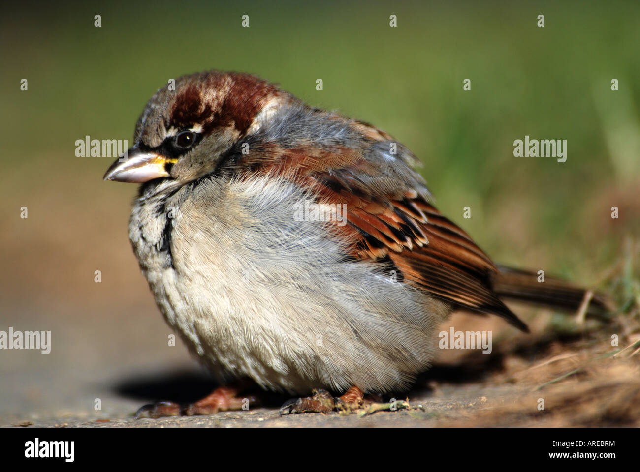 House sparrow Passer domesticus Stock Photo