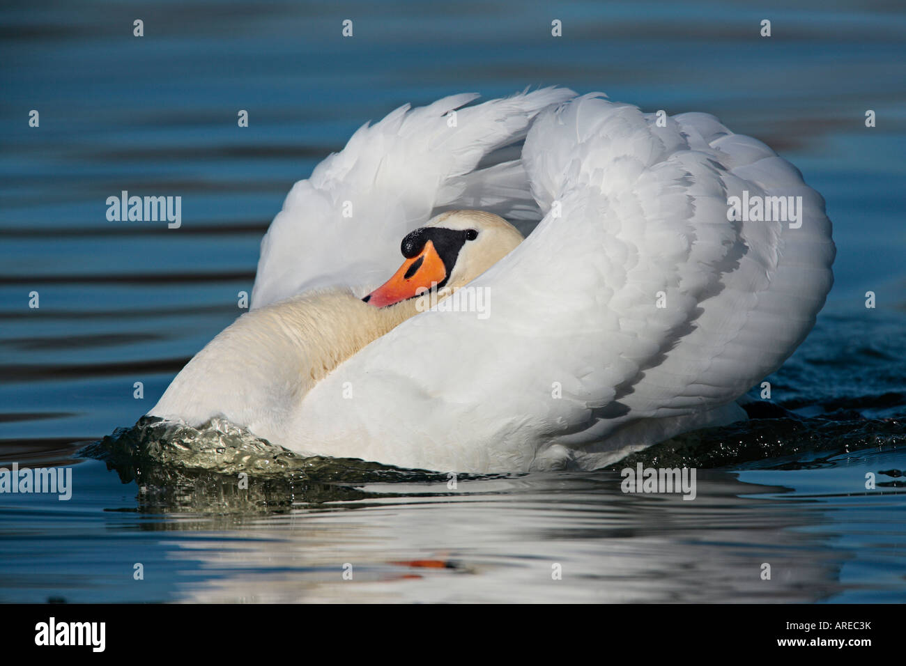 Mute Swan Cygnus olor with wings arched looking alert Stock Photo