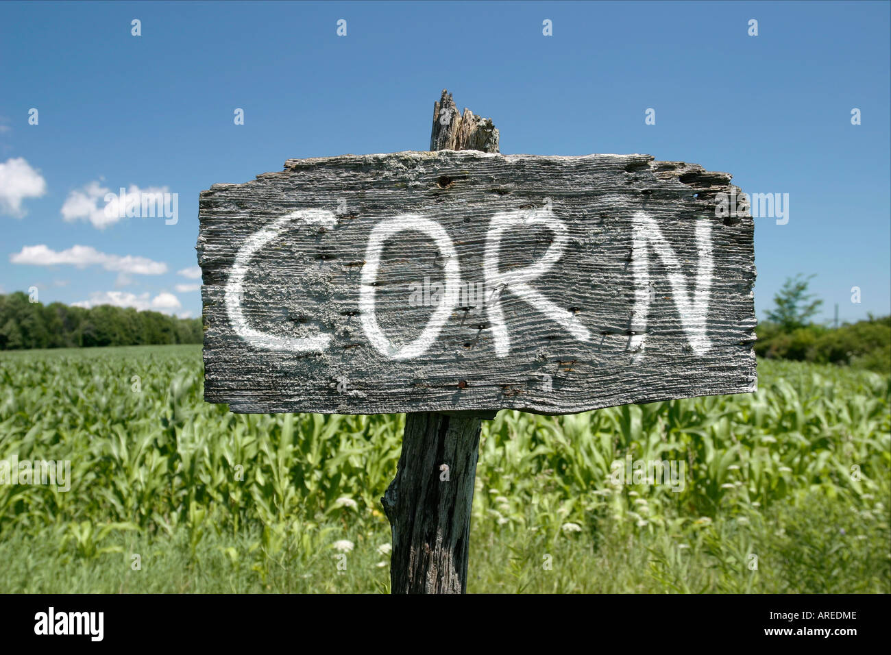 Organic corn vegetable sign hi-res stock photography and images - Alamy