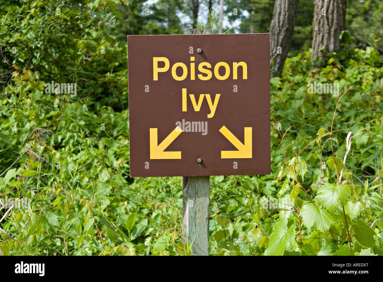 Caution poison ivy sign warning hi-res stock photography and images - Alamy