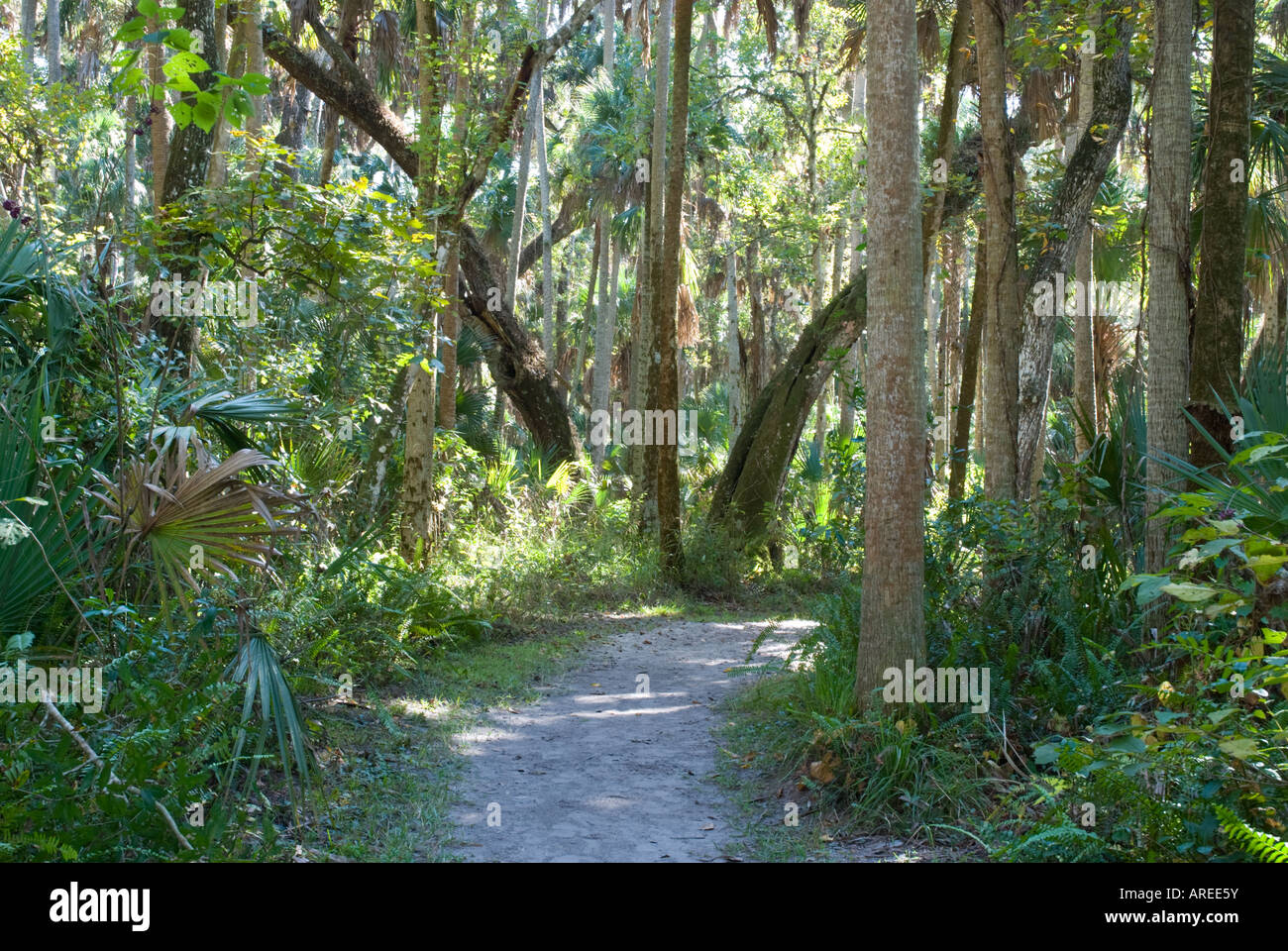 Highlands Hammock reserve Florida Stock Photo Alamy