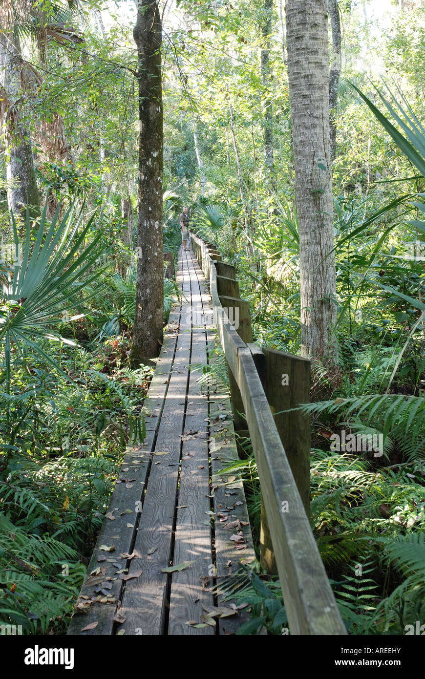 Highland Hammock reserve boardwalk Florida Stock Photo Alamy