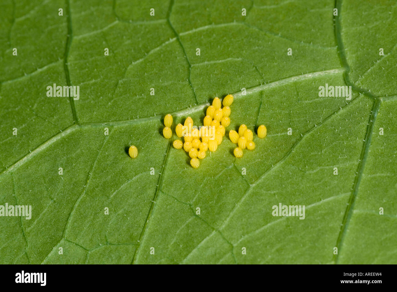 Large white butterfly eggs Stock Photo Alamy