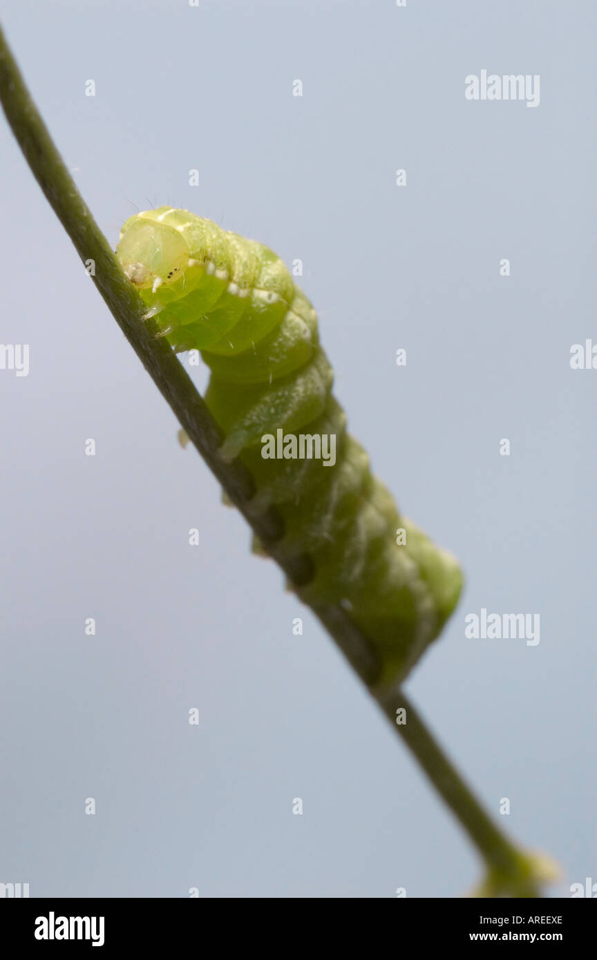 "Angle Shades" caterpillar Phlogophora meticulosa Stock Photo Alamy
