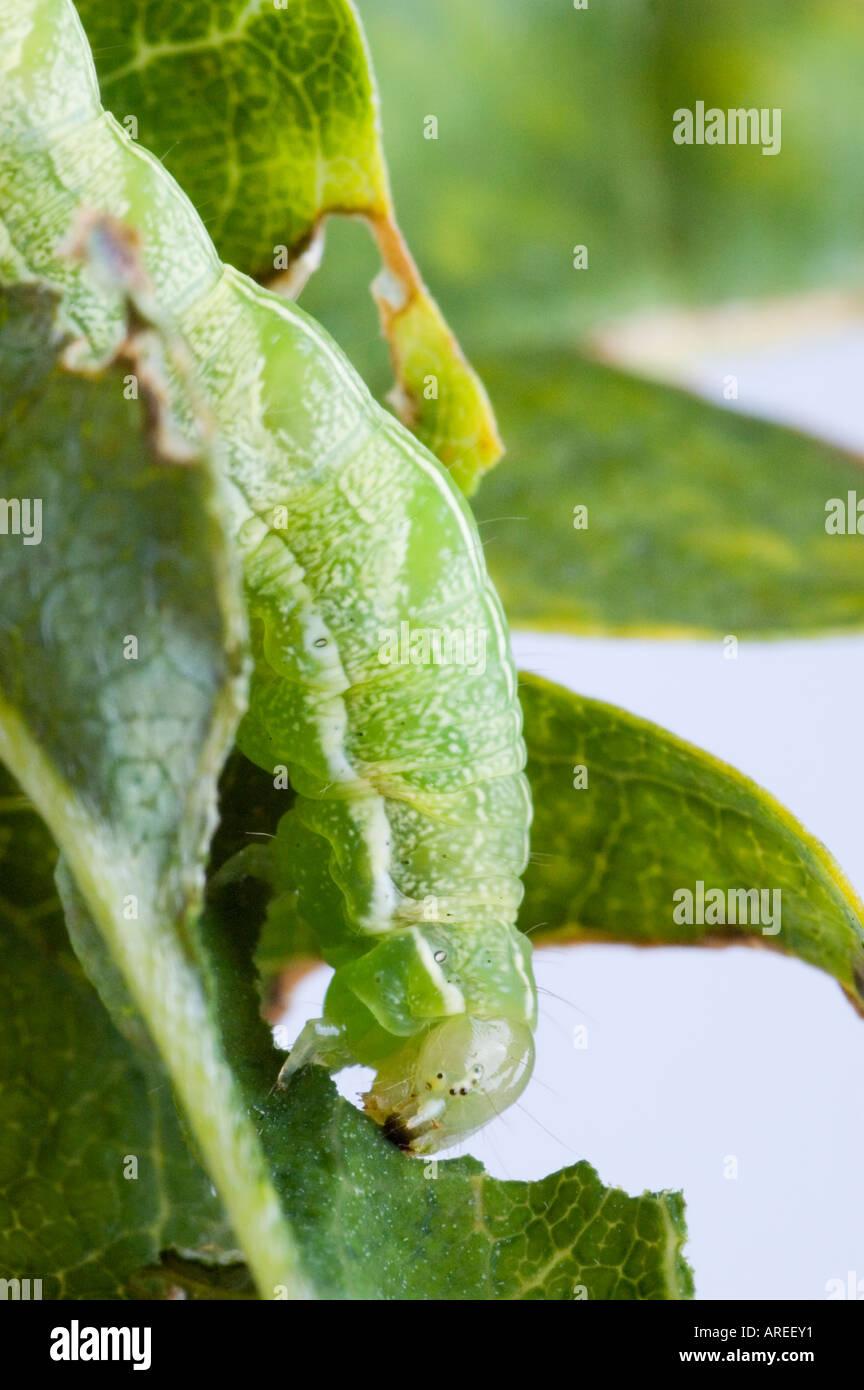 Angle Shades caterpillar Phlogophora meticulosa Stock Photo Alamy
