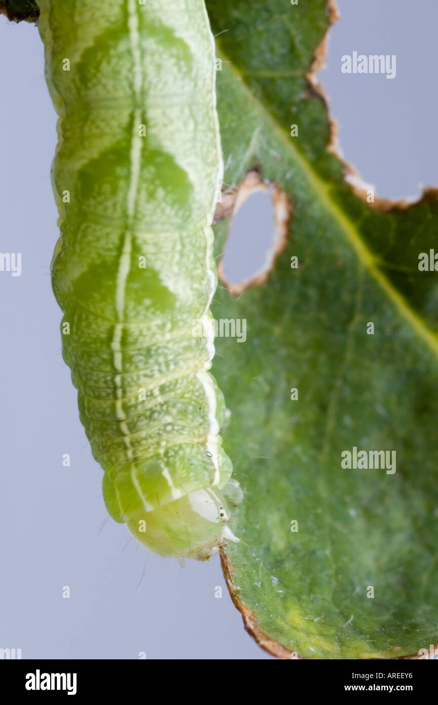 Angle Shades caterpillar Phlogophora meticulosa Stock Photo Alamy