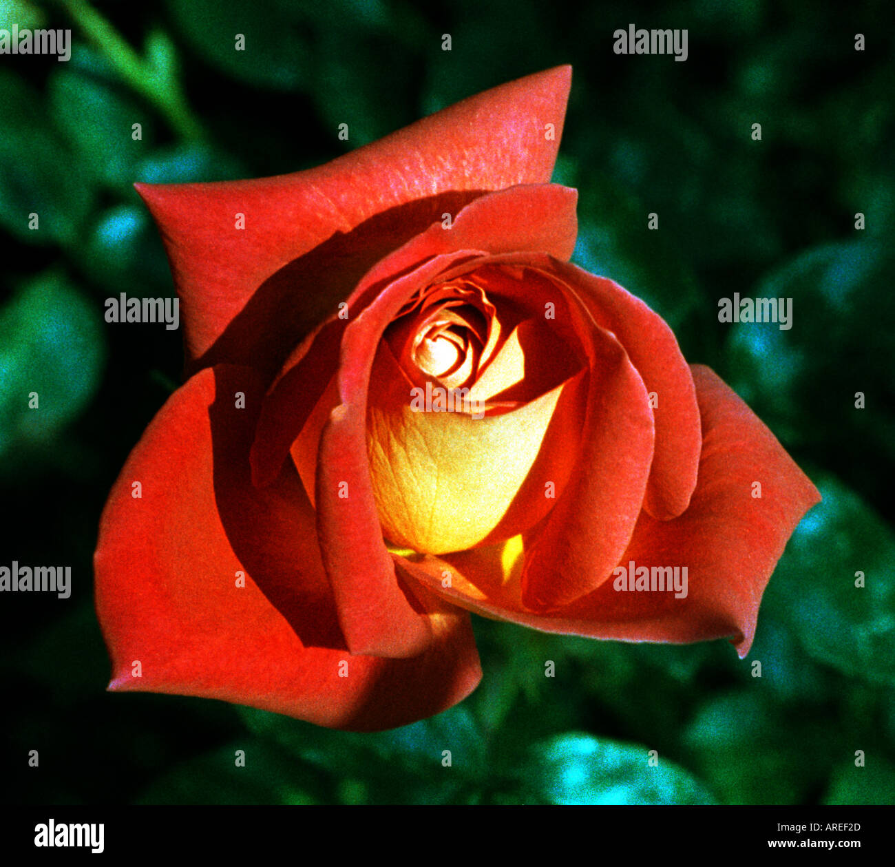 Red rose flower hi-res stock photography and images - Alamy