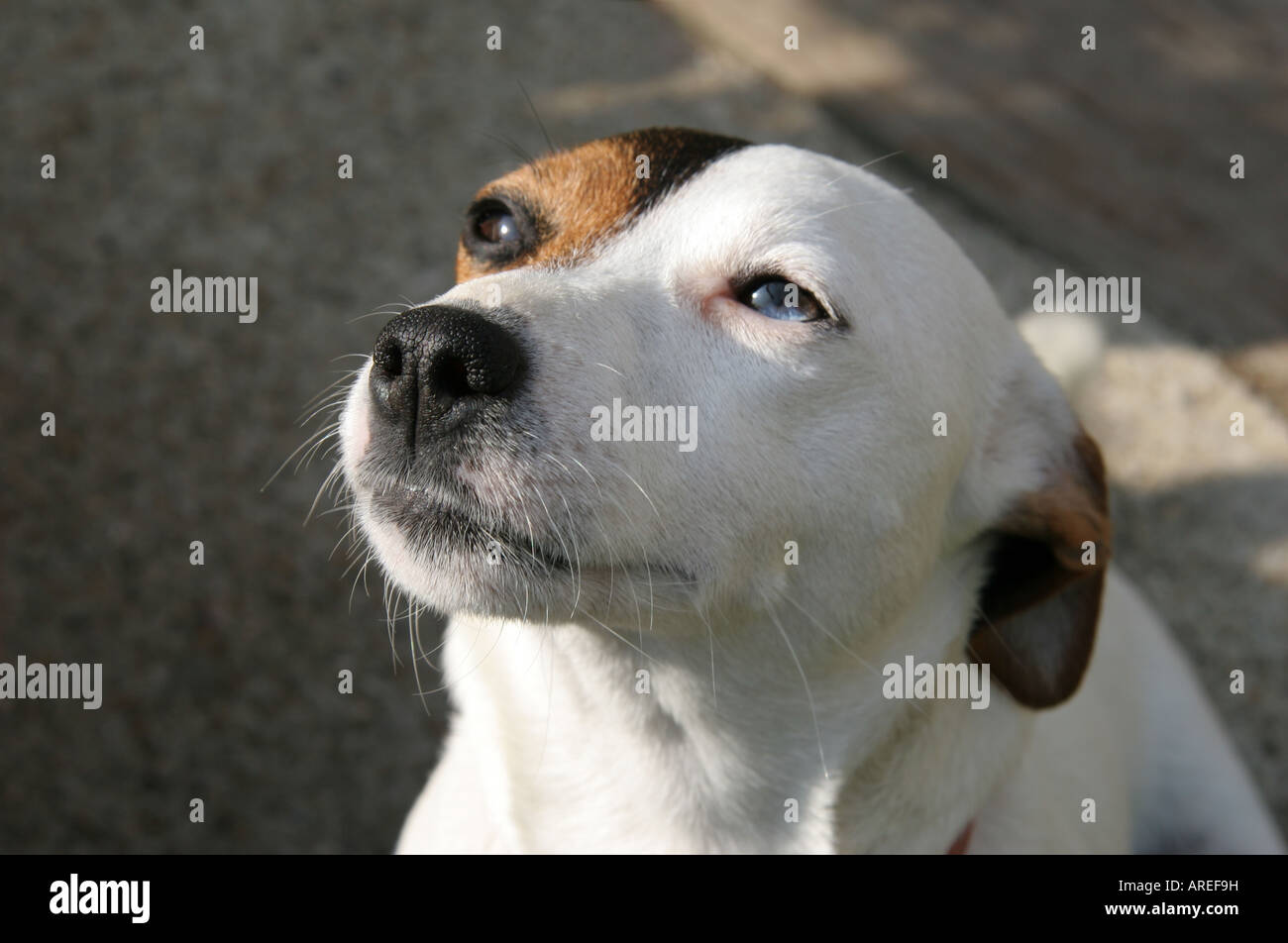 Jack Russell terrier with different coloured eyes Stock Photo Alamy