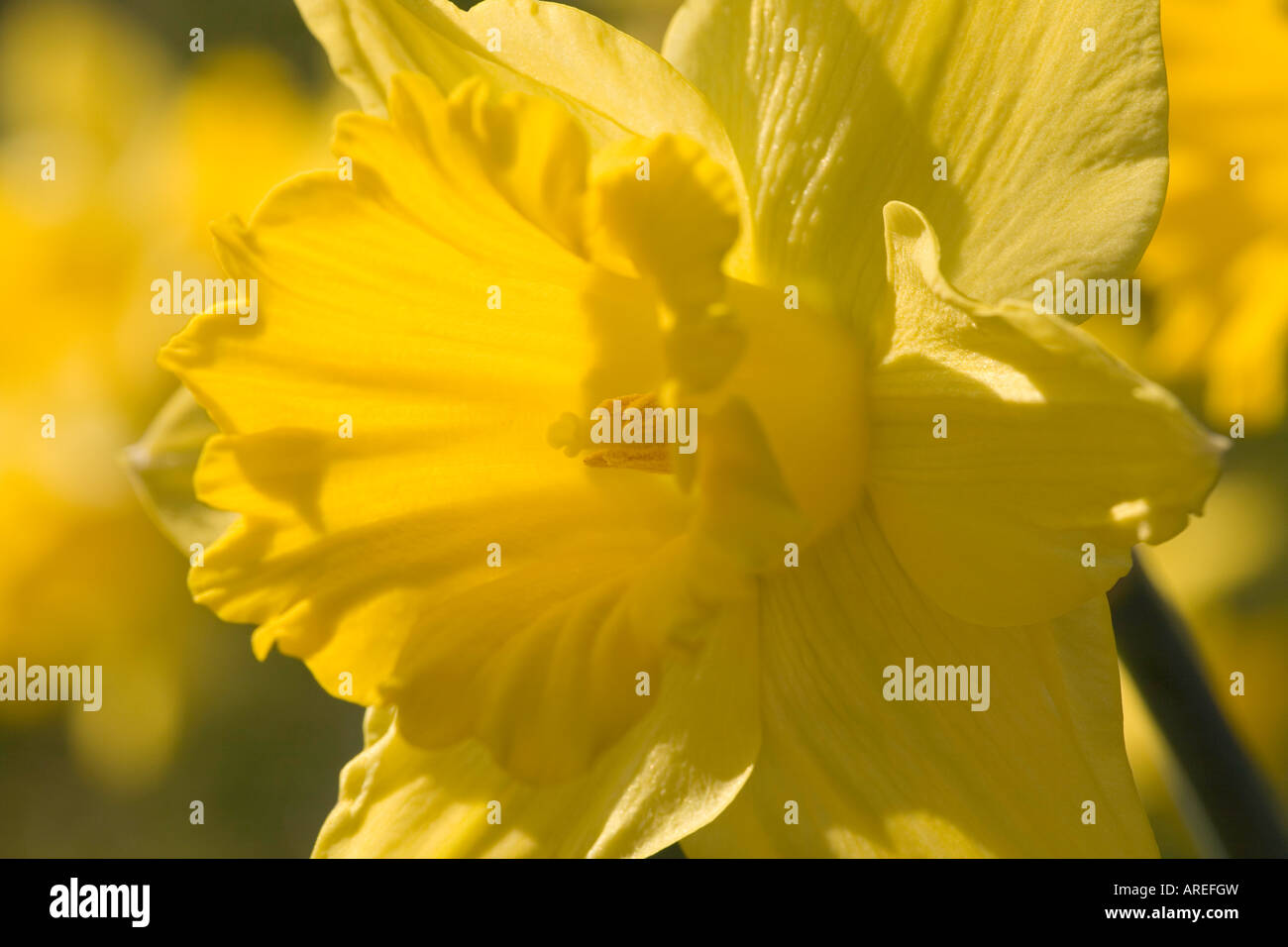 The symbol of spring hi-res stock photography and images - Alamy