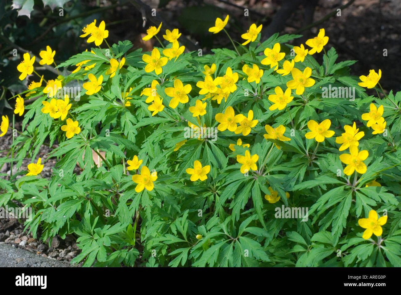 Yellow wood anemone Anemone ranunculoides blooming Stock Photo - Alamy