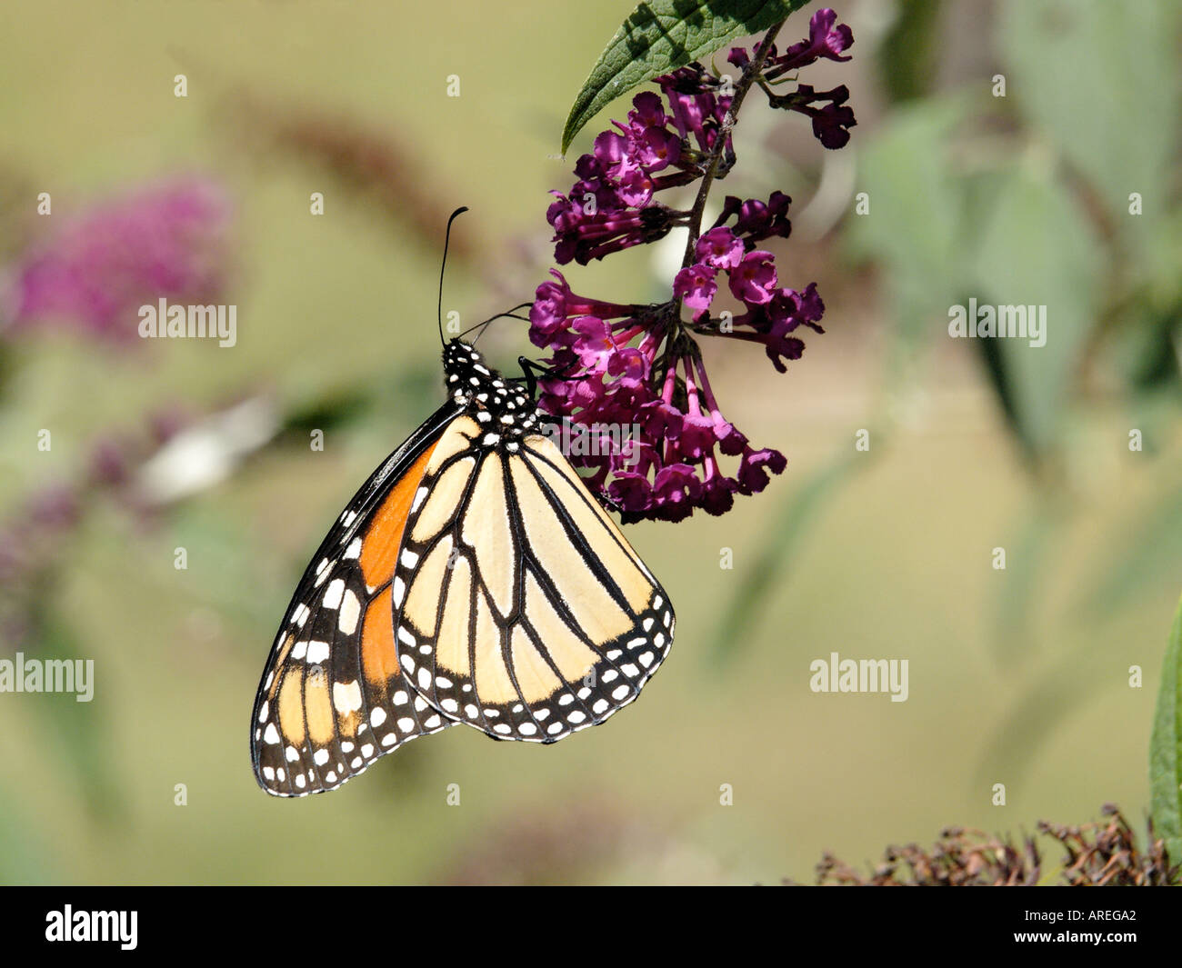 Monarch Butterfly Danaus plexippus feeding on a Butterfly Bush blossom ...