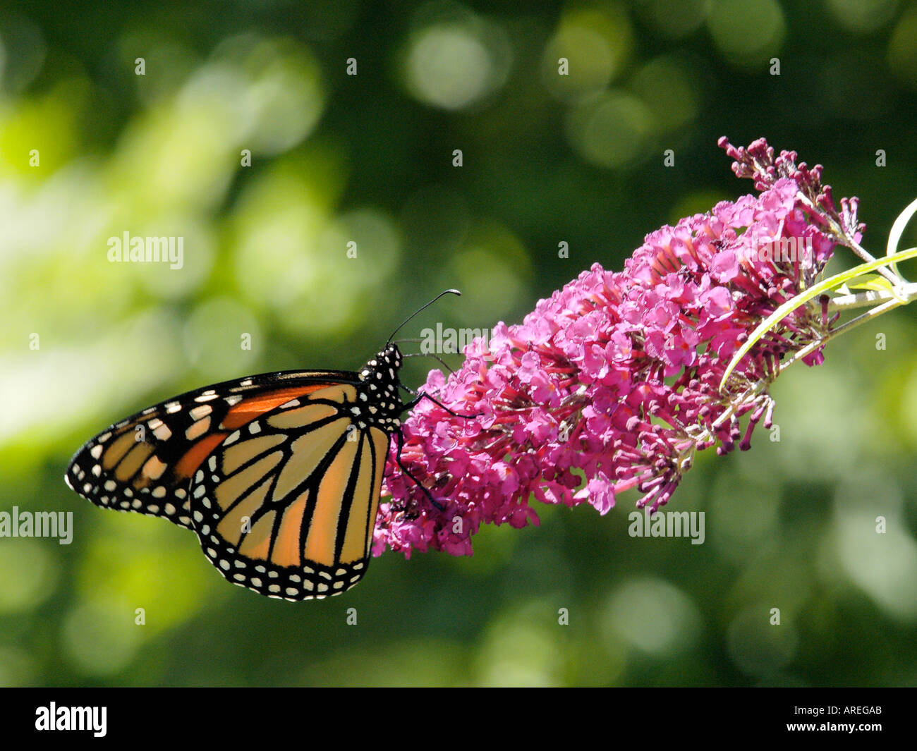 Monarch Butterfly Danaus plexippus feeding on a Butterfly Bush blossom ...