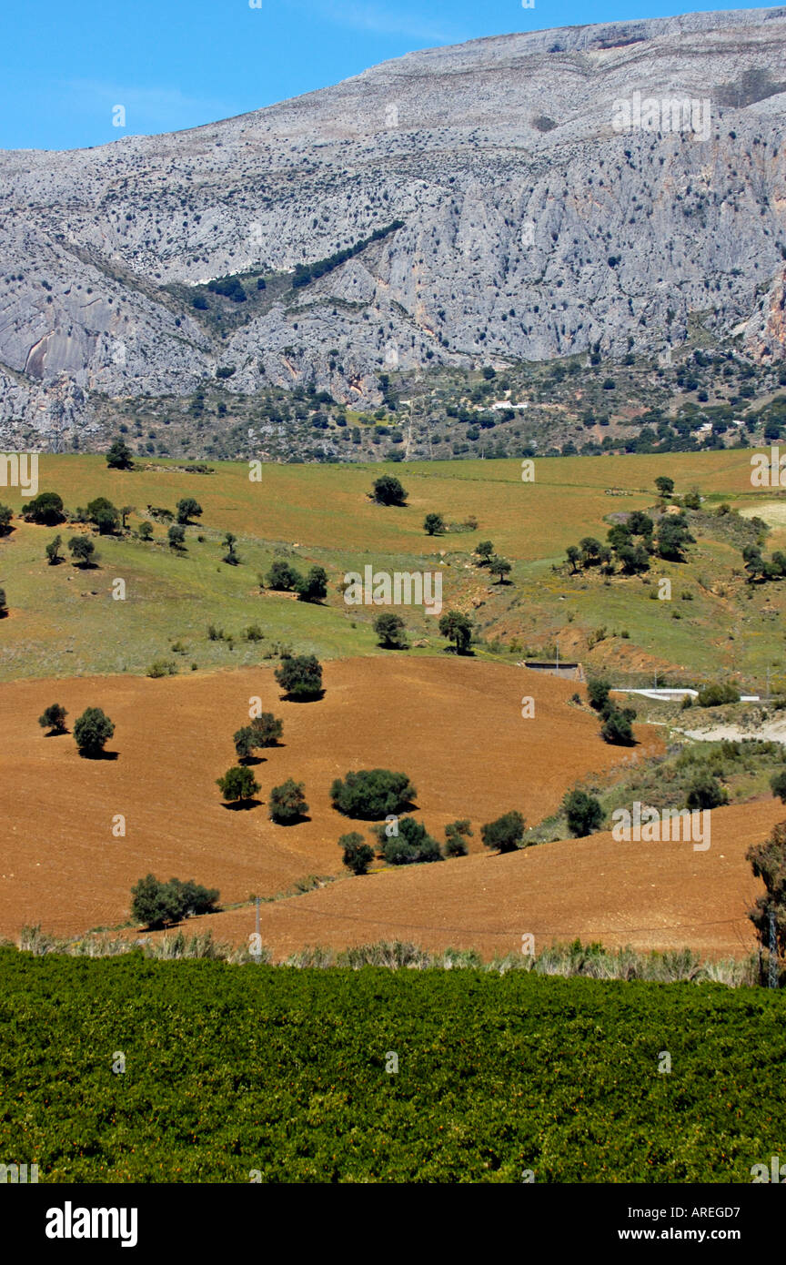 Plantations olive trees on hi-res stock photography and images - Alamy