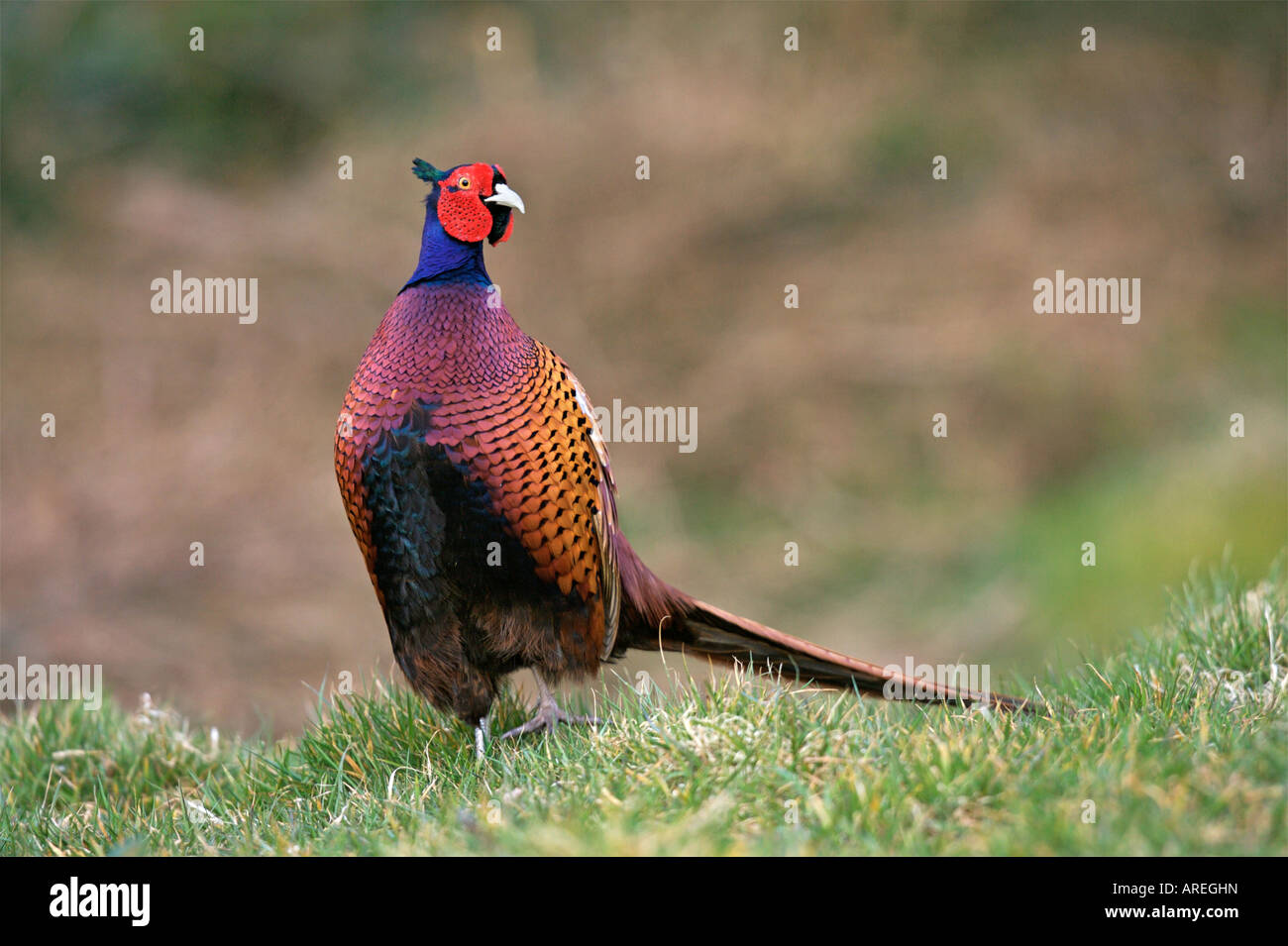 Cock Pheasant patrolling his territory Stock Photo