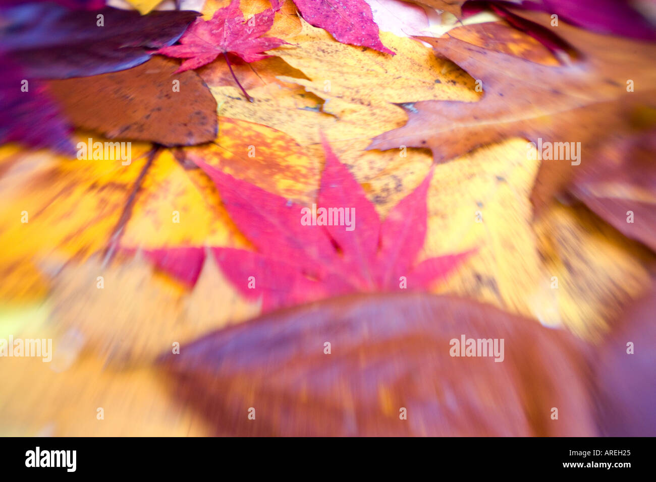 Gold leaves art hi-res stock photography and images - Alamy