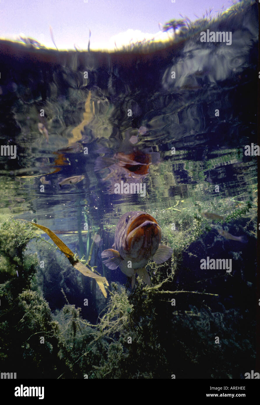 Largemouth Bass Fishing Angling North America underwater in weed bed