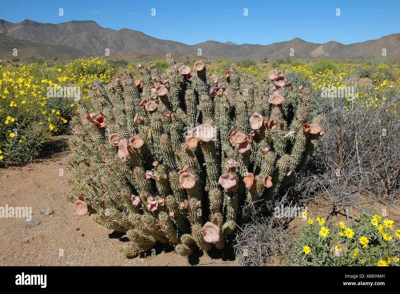 Hoodia gordonii flowering near Rosh Pinah, Namibia Stock Photo