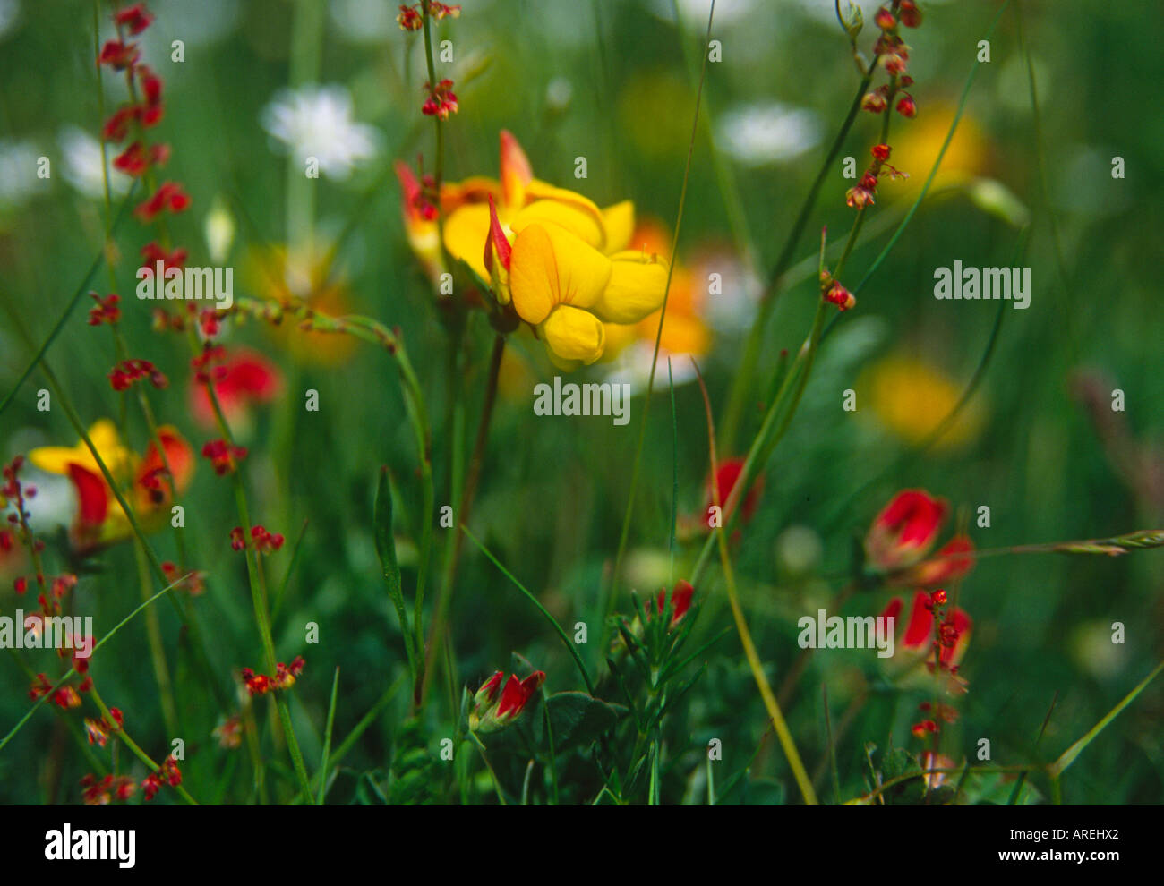 Meadow Vetchling Stock Photo