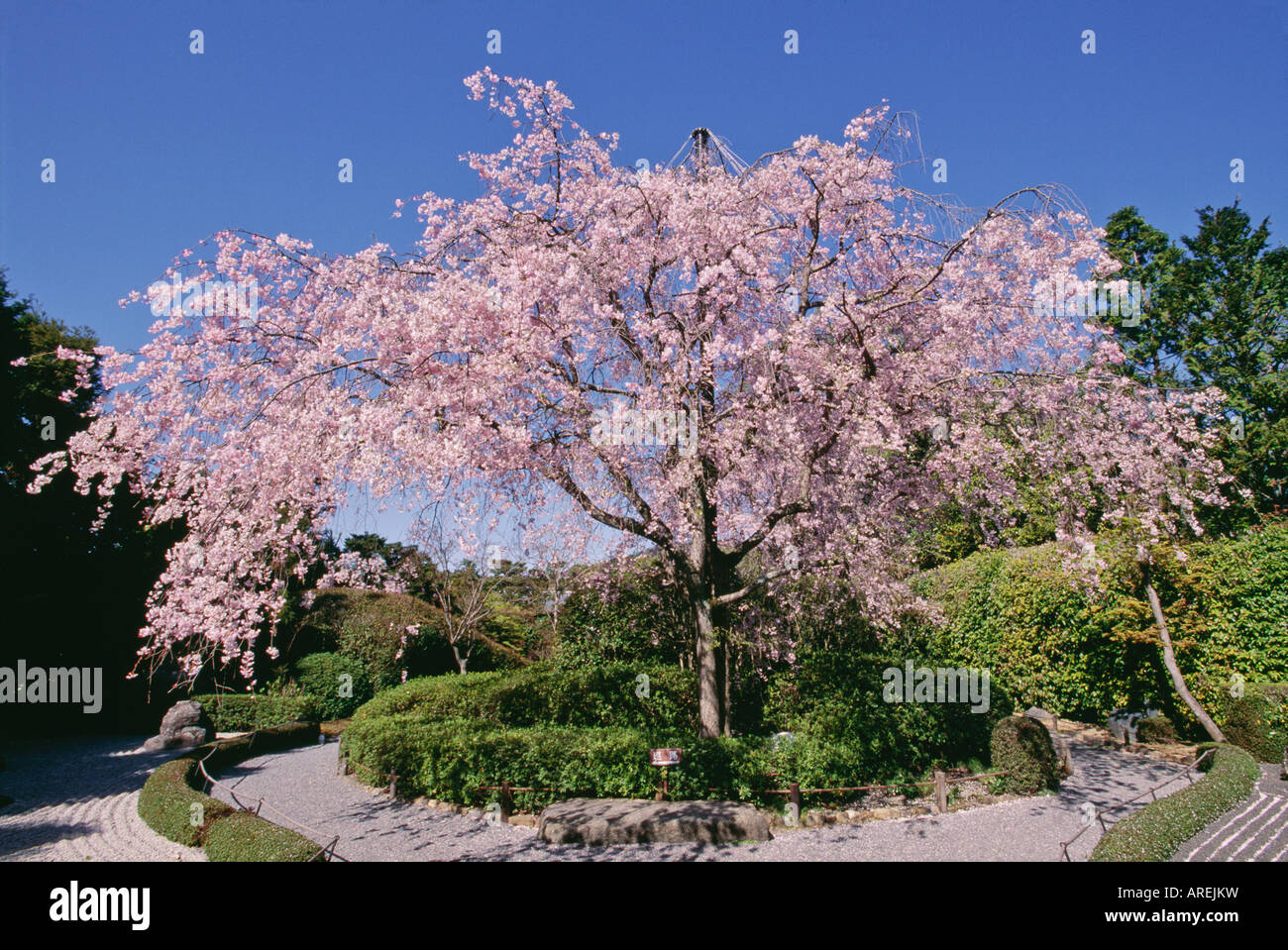 Cherry blossoms at Taizo-in sub temple of Myoshin-ji in Kyoto Japan Stock Photo