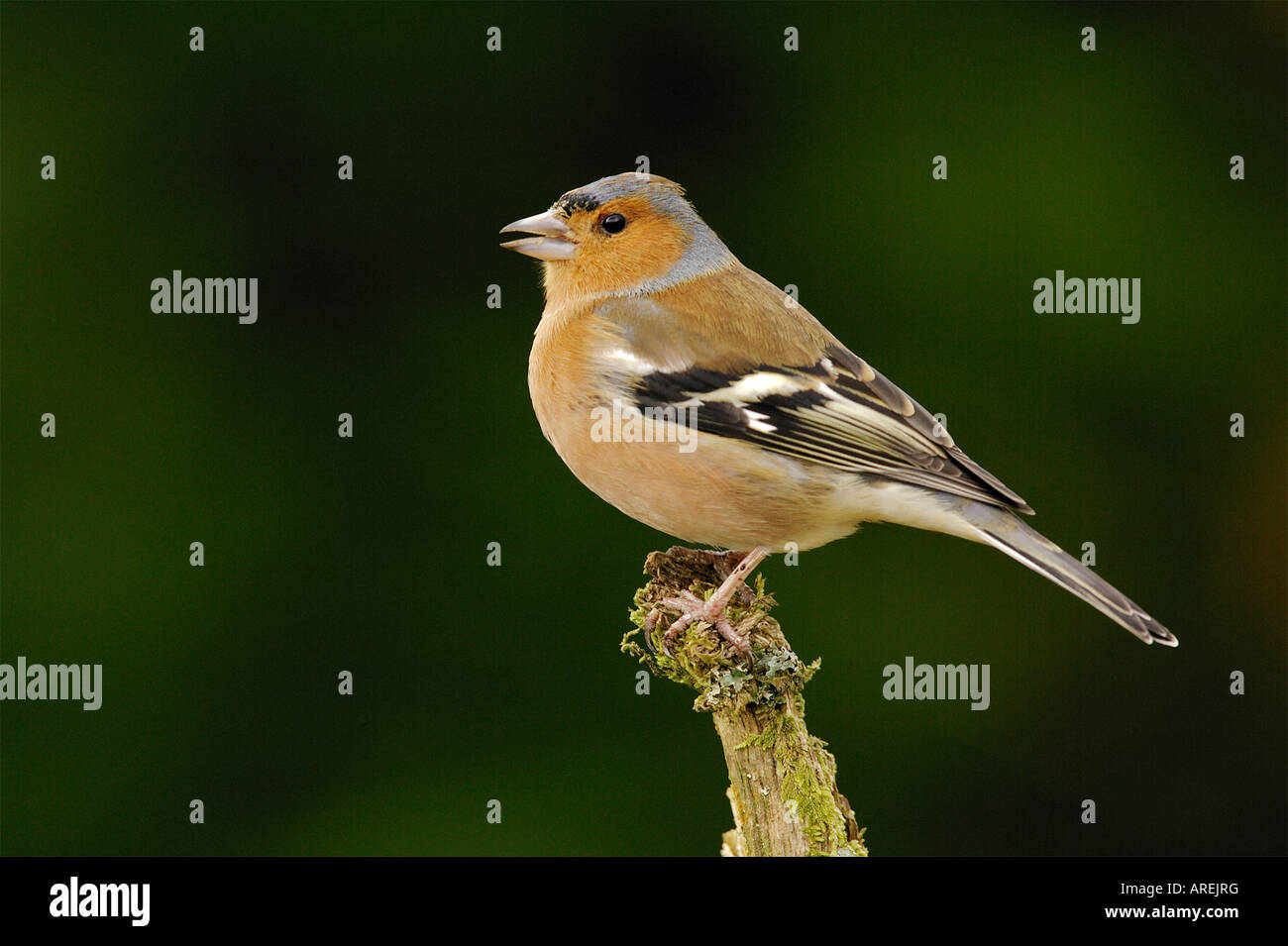 Chaffinch on a branch Stock Photo