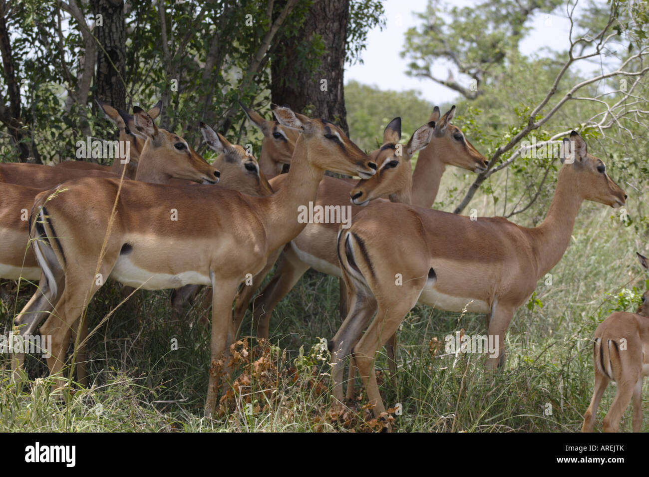 Headshot of an impala hi-res stock photography and images - Alamy