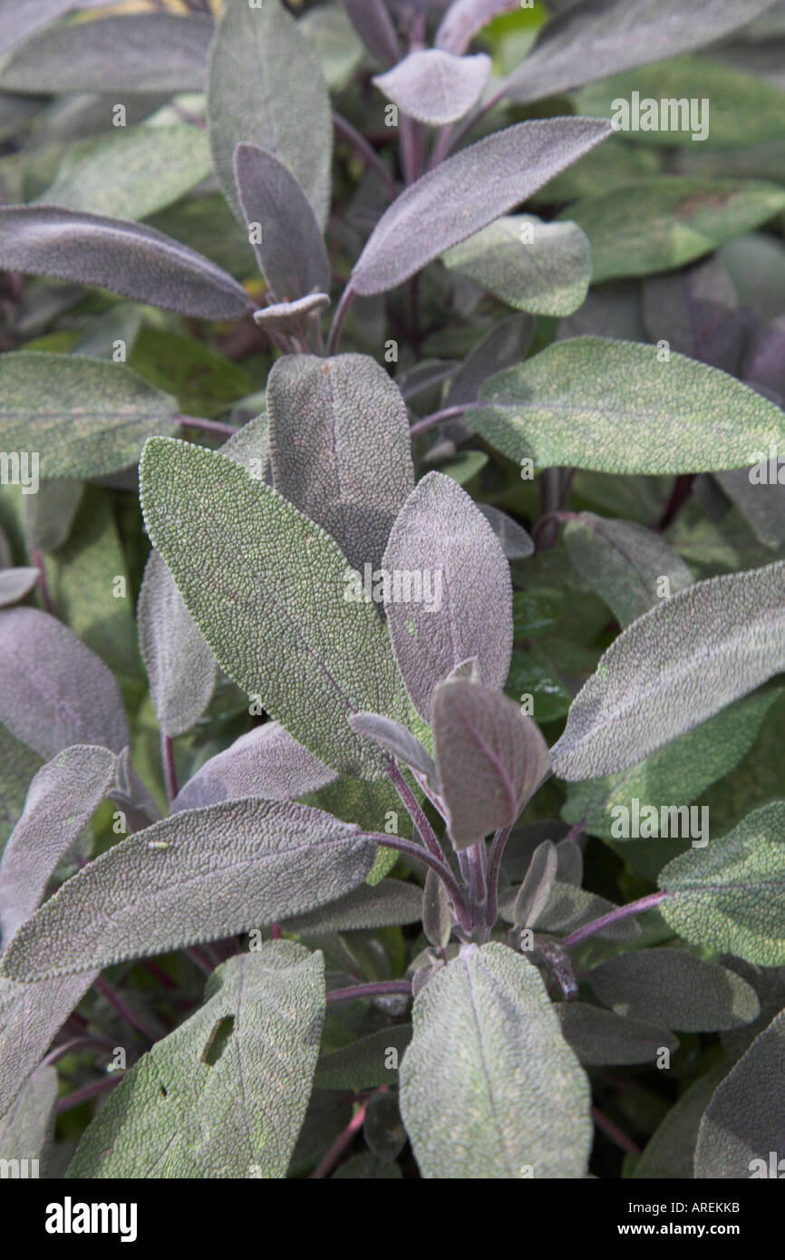 Purple sage leaves in a clump Stock Photo Alamy
