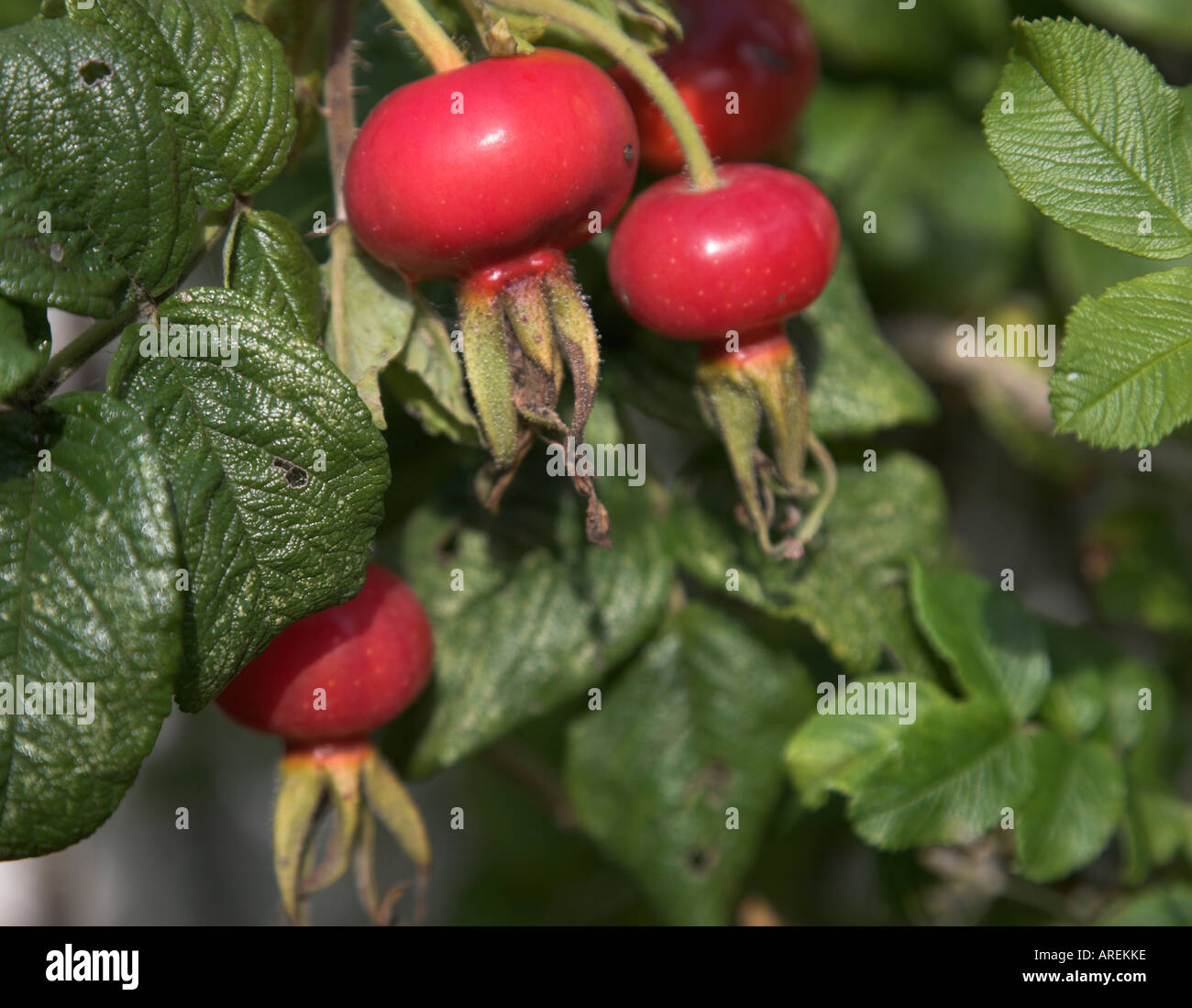 Rode Rups Fruit Murray fruit hi-res stock photography and images - Alamy