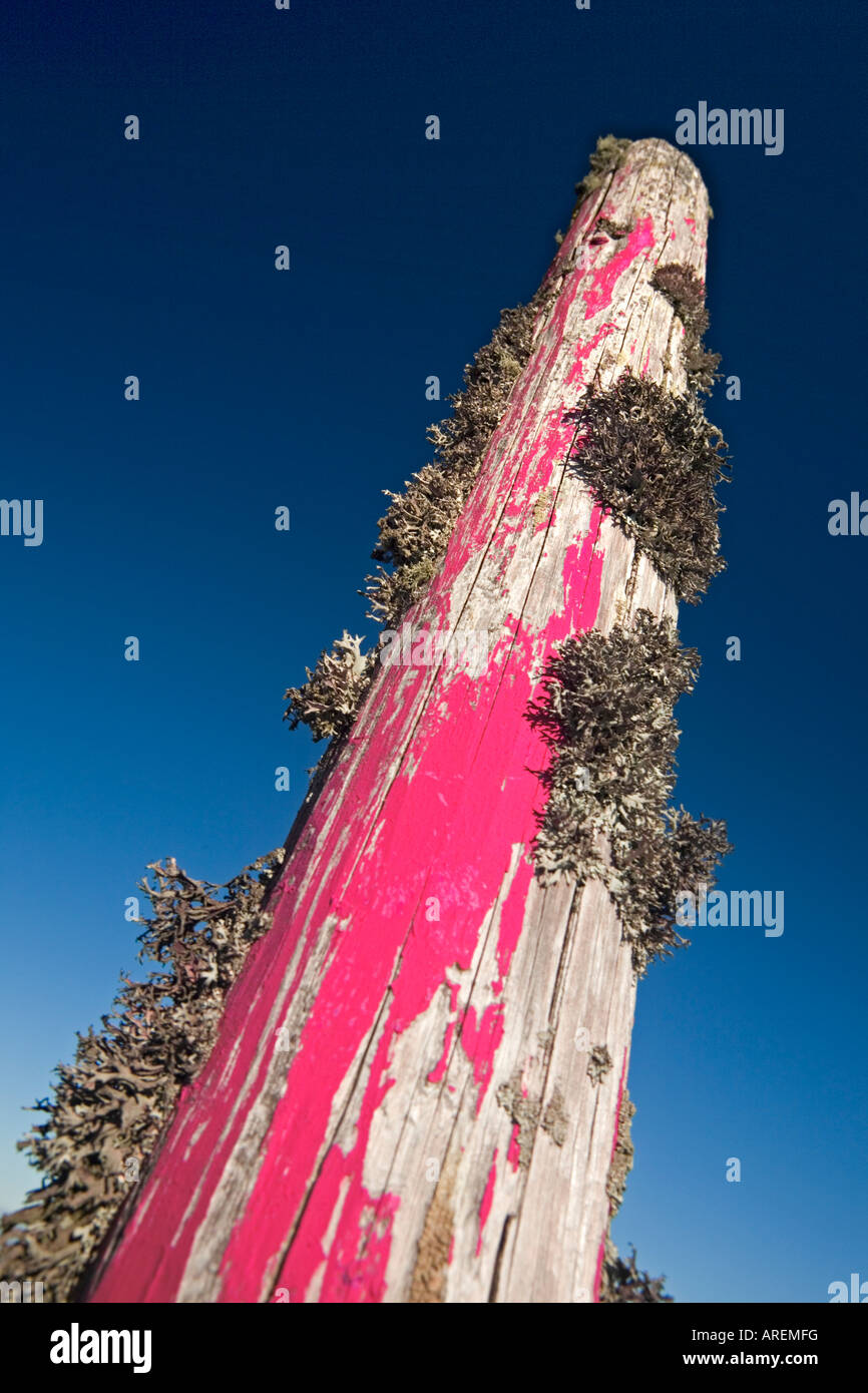 Iceland lichen (Cetraria islandica) growing on a pink post (France). Lichen poussant sur un poteau peint en rose (France). Stock Photo