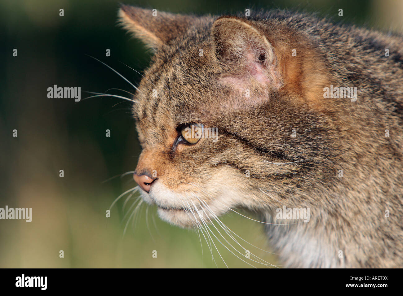 Scottish wild cat Felis silvestris grampia looking alert Stock Photo ...