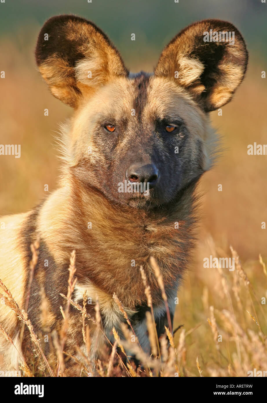 African Painted Dog, Hunting Dog, African Wild Dog, Cape Hunting Dog