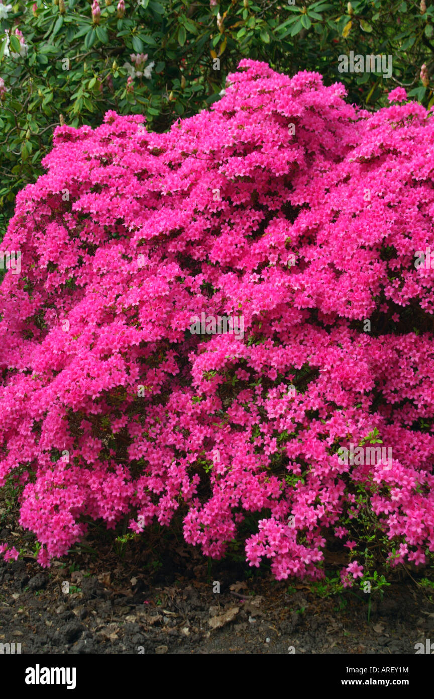 RHODODENDRON HINOMAYO AZALEA Stock Photo - Alamy