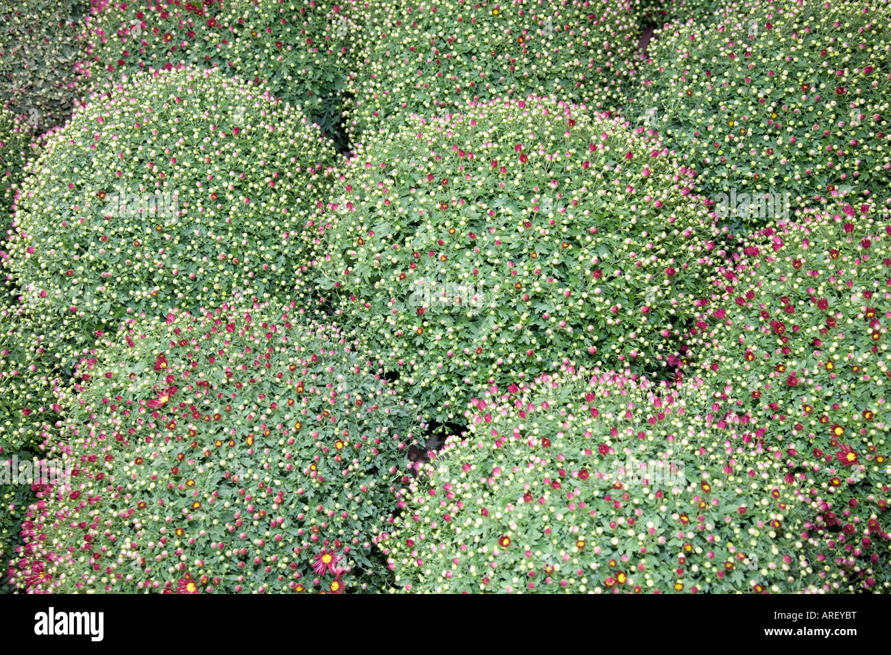 Chysanthemum plants in the market at Oudewater Stock Photo