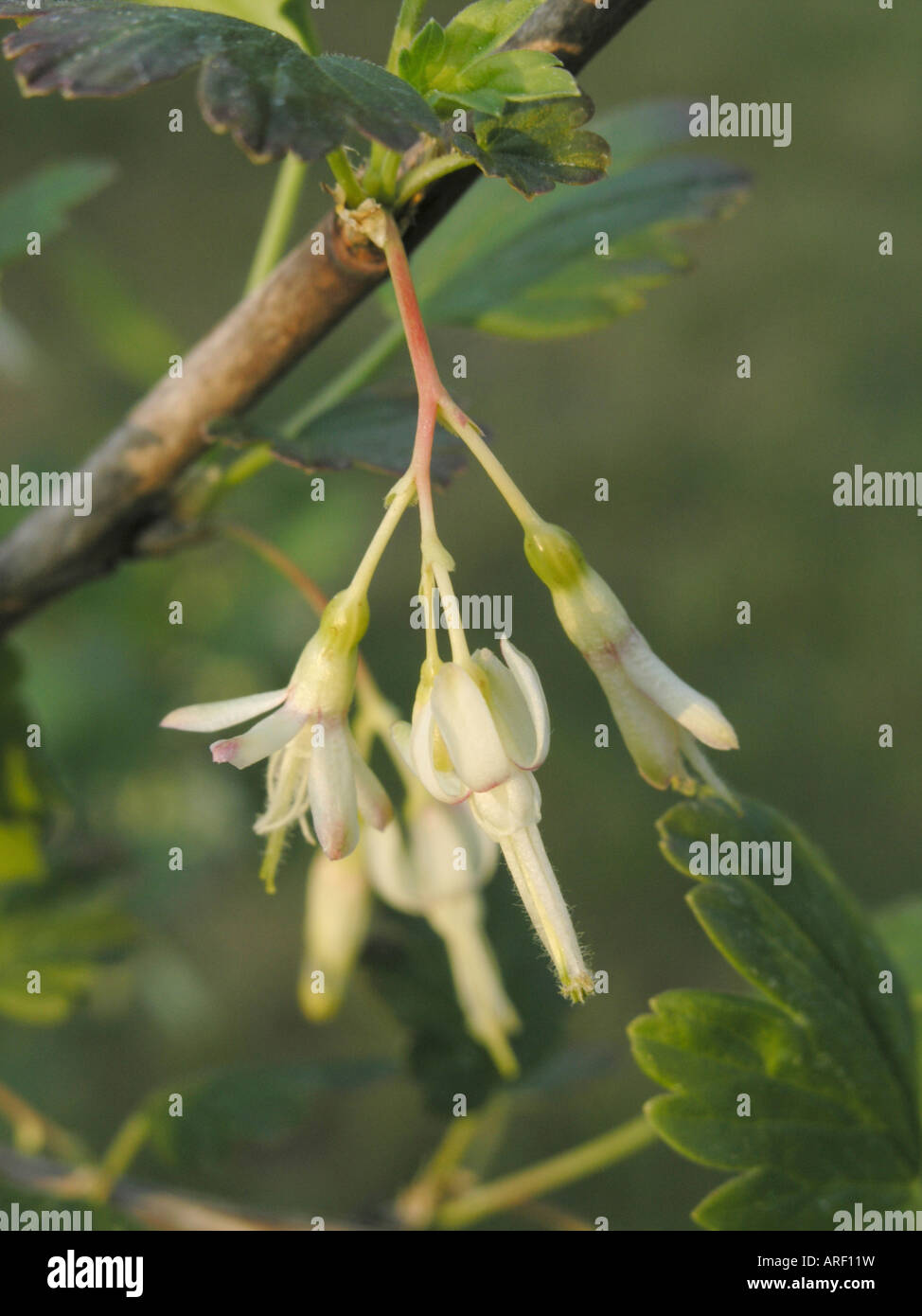 Common gooseberry (Ribes divaricatum) Stock Photo