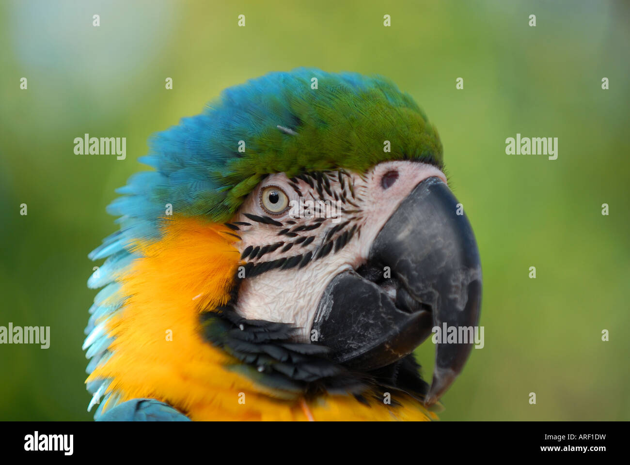Parrot tongue hi-res stock photography and images - Alamy