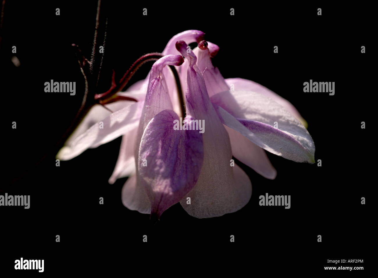 AQUILEGIA (Aquilegia vulgaris), aka Columbine or Granny's Bonnet Stock Photo
