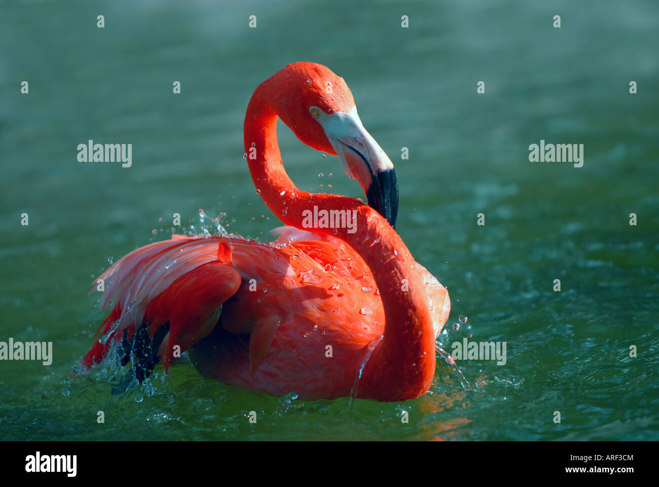 Flamingo's bath Stock Photo