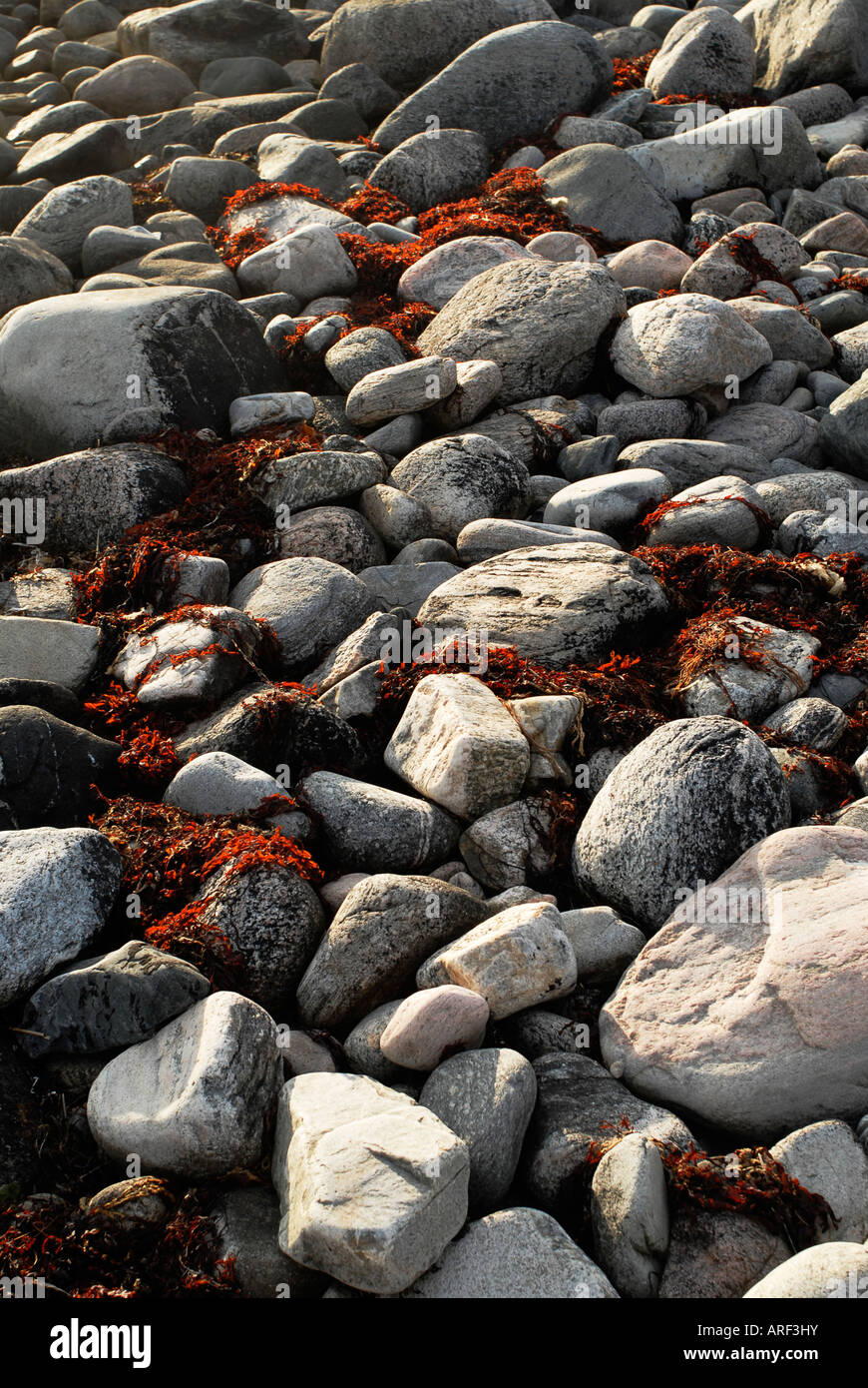 Stones and alga on a beach in Sweden Stock Photo