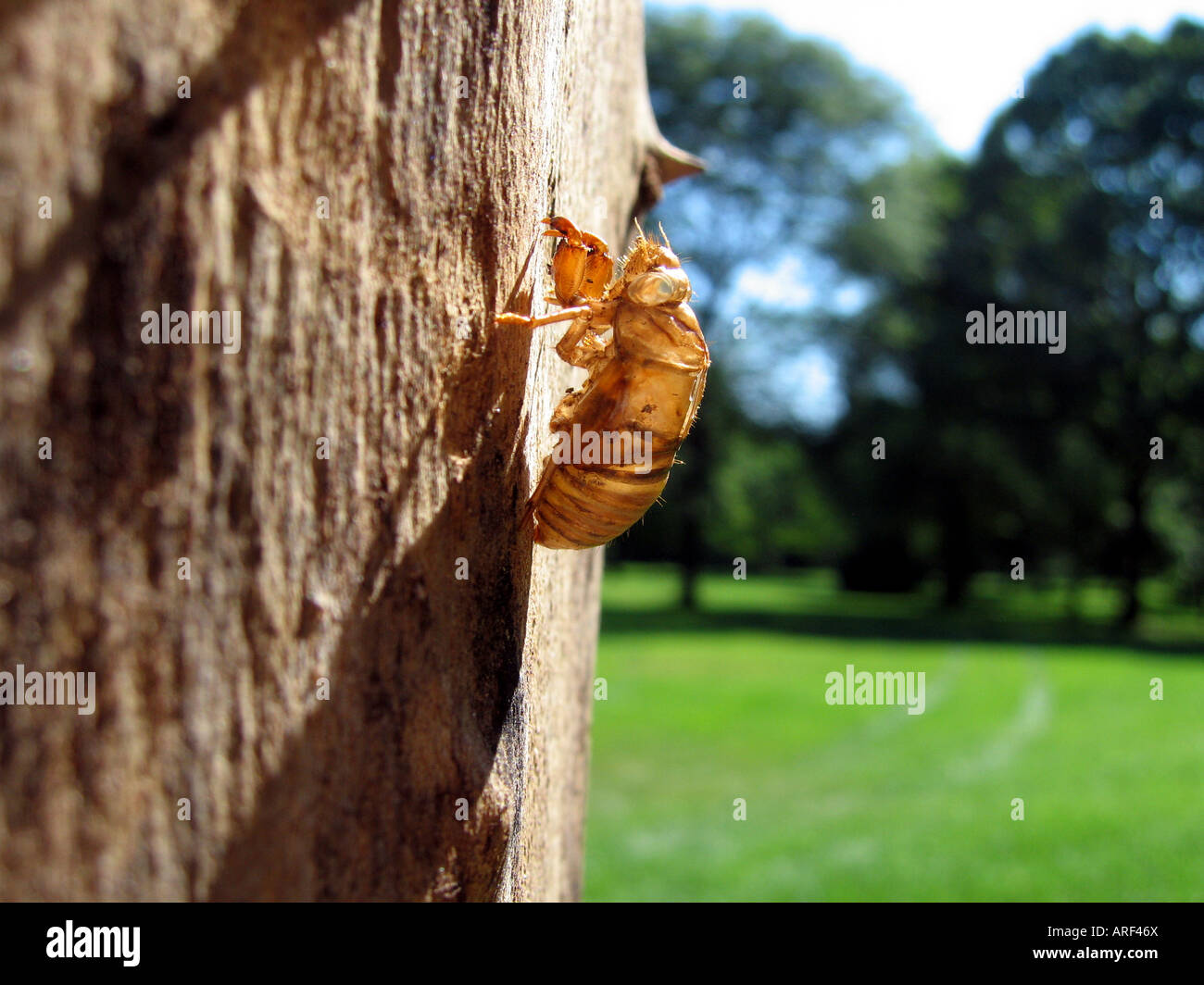 An empty cicada shell left behind on a tree trunk after molting Stock Photo