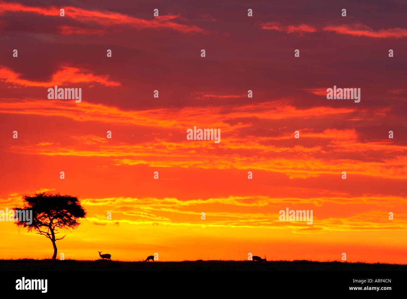 Masai Mara Sunset With three Gazelles And Acacia Tree Kenya Africa ...