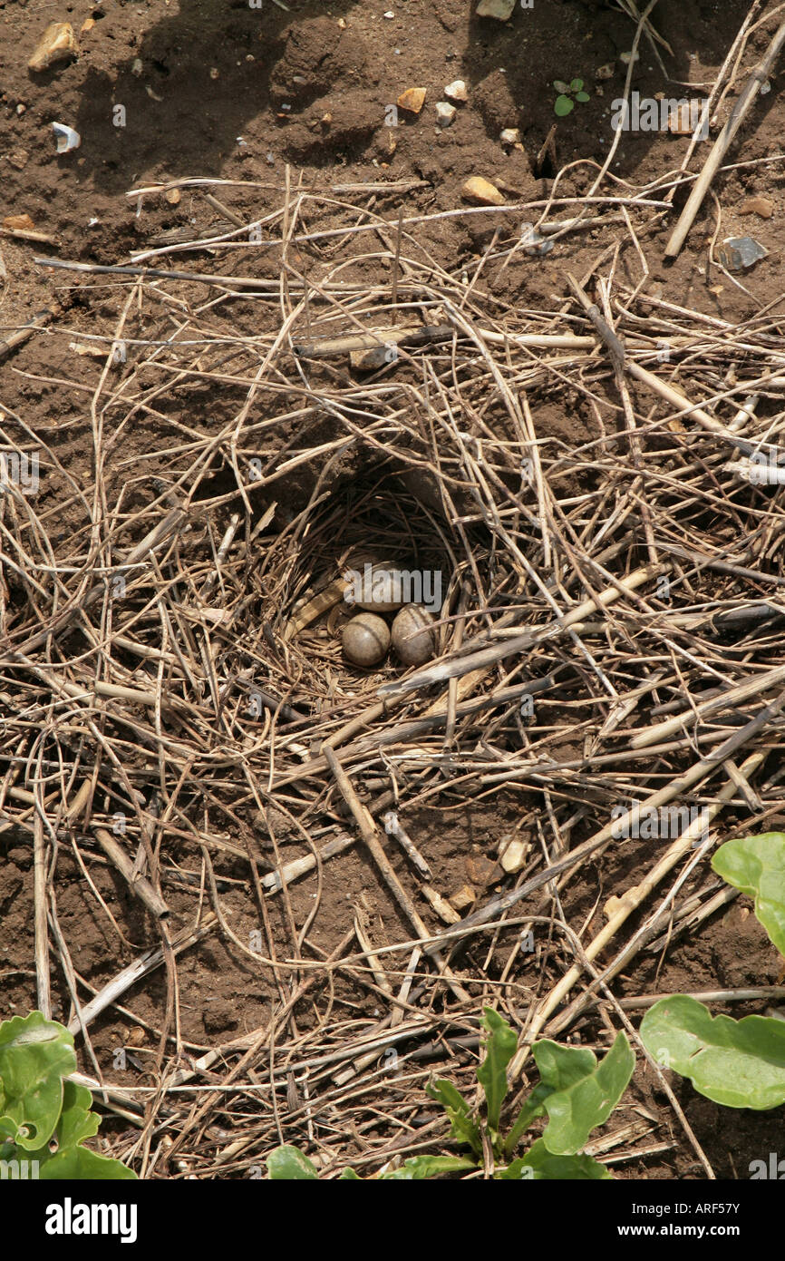 Skylark Alauda arvensis nest in a sugar beet field Stock Photo Alamy