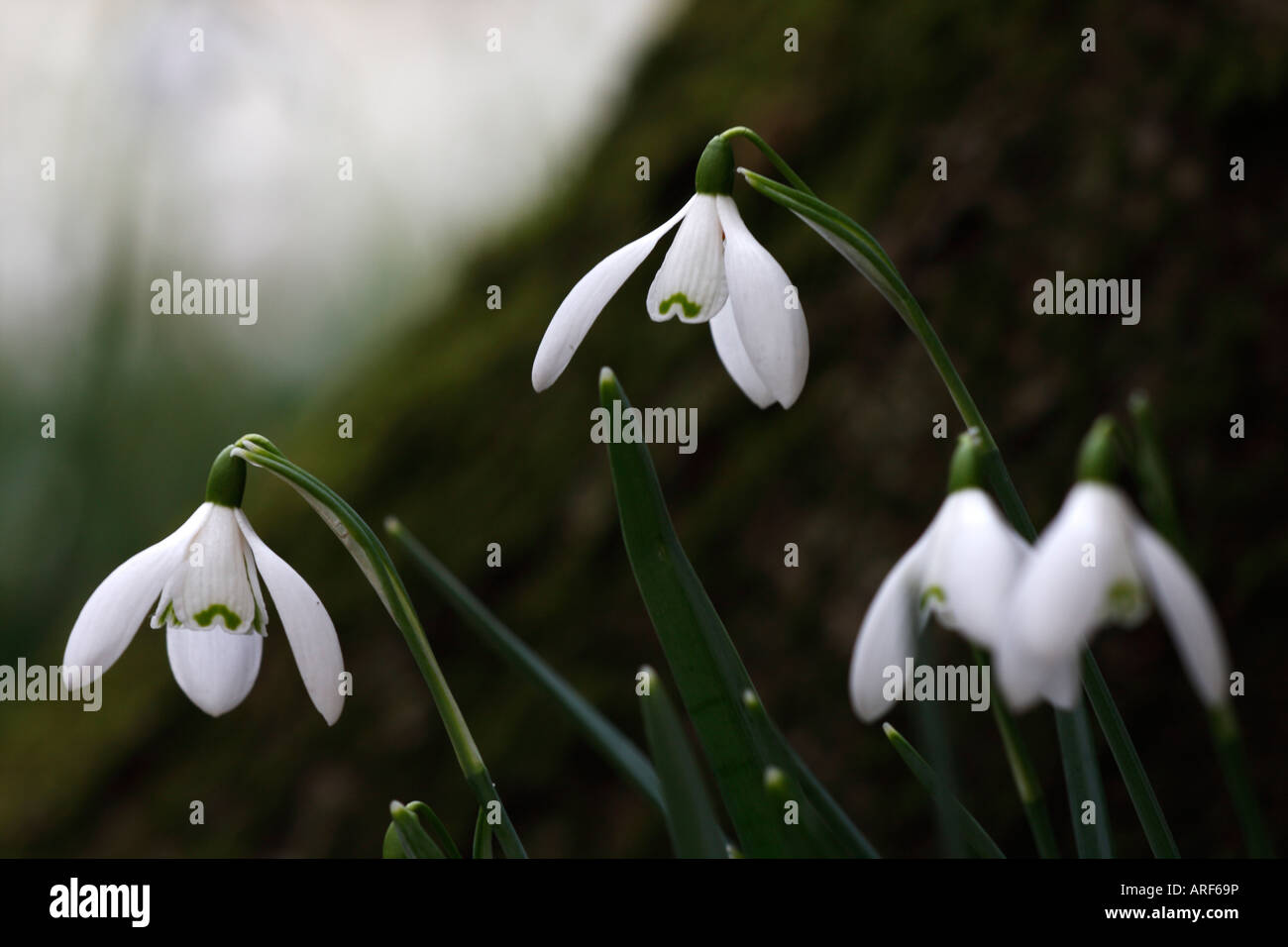 Snowdrops Galanthus Atkinsii Close Up Winter Flowers Growing In Woodland Rococo Garden Painswick England Uk Stock Photo Alamy