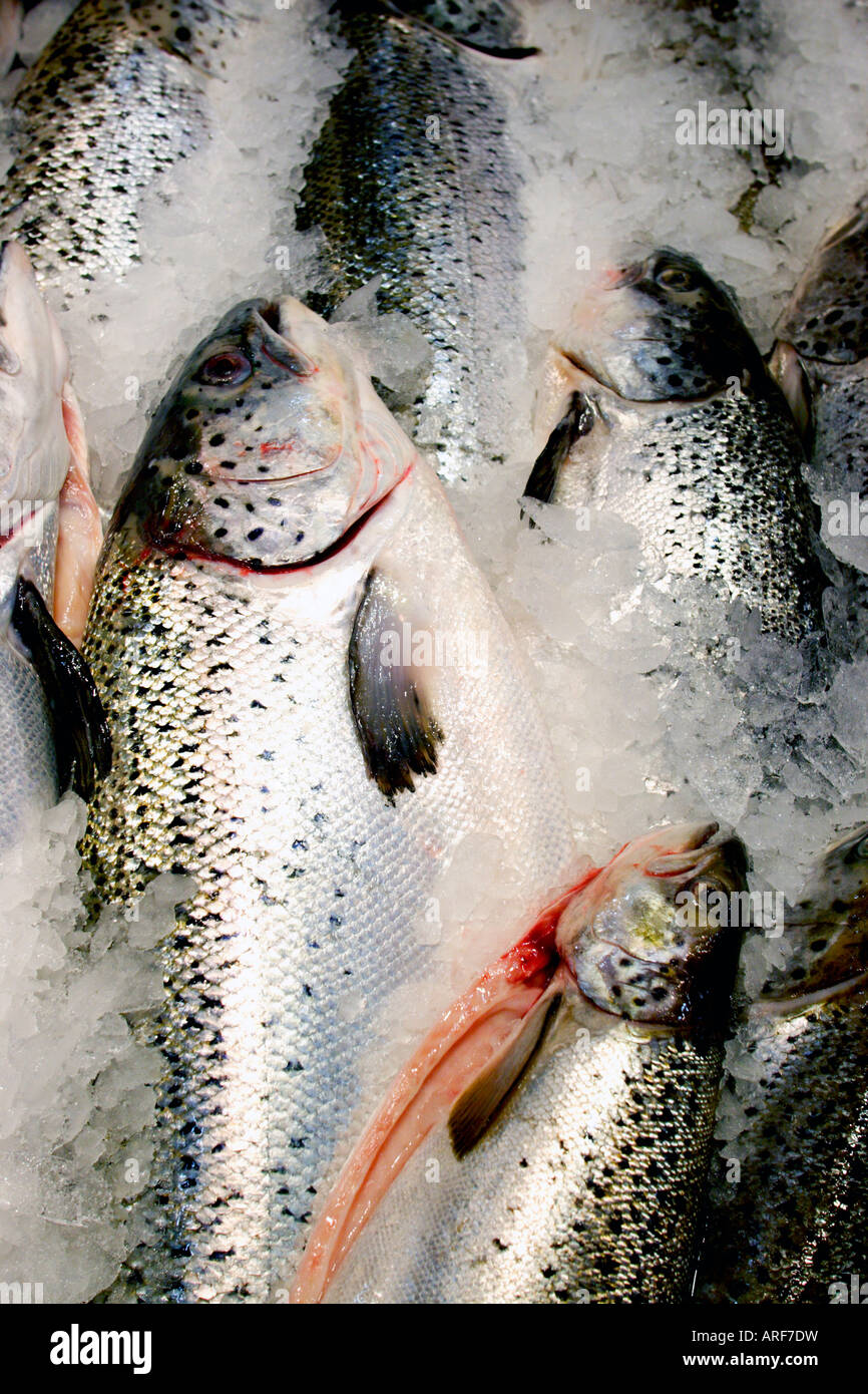 UK Birmingham fresh fish display at downtown market Stock Photo Alamy